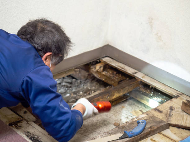 Best Crawl Space Mold Remediation in Lucerne, CA