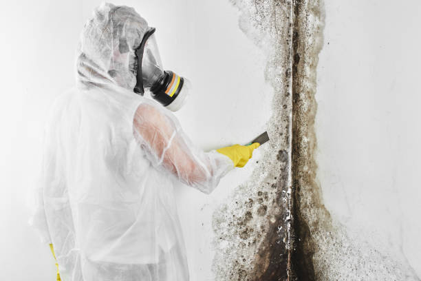 Professional Mold Remediation in Lucerne, CA