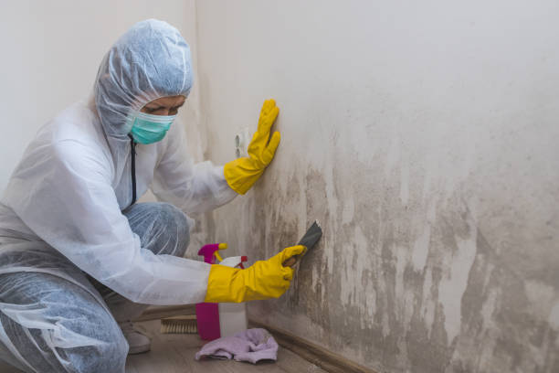Best HVAC Mold Remediation in Lucerne, CA