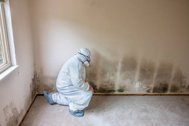 Best Kitchen Mold Remediation in Lucerne, CA