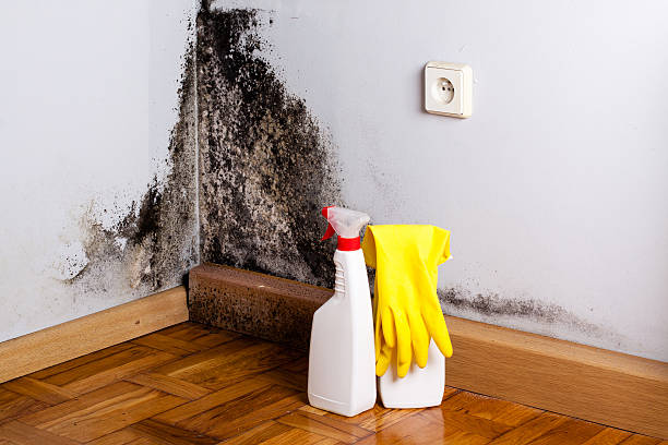 Best White Mold Remediation in Lucerne, CA