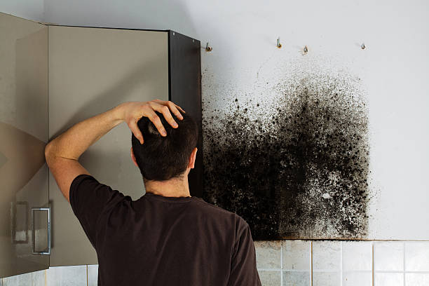 Best Emergency Mold Remediation in Lucerne, CA