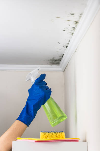 Best DIY Mold Remediation Support Services in Lucerne, CA