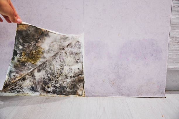 Best Residential Mold Remediation in Lucerne, CA